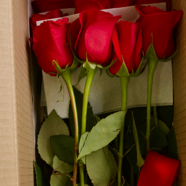 Rosas Caja x12