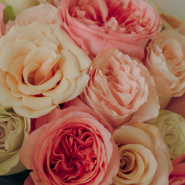Encanto Bouquet x100